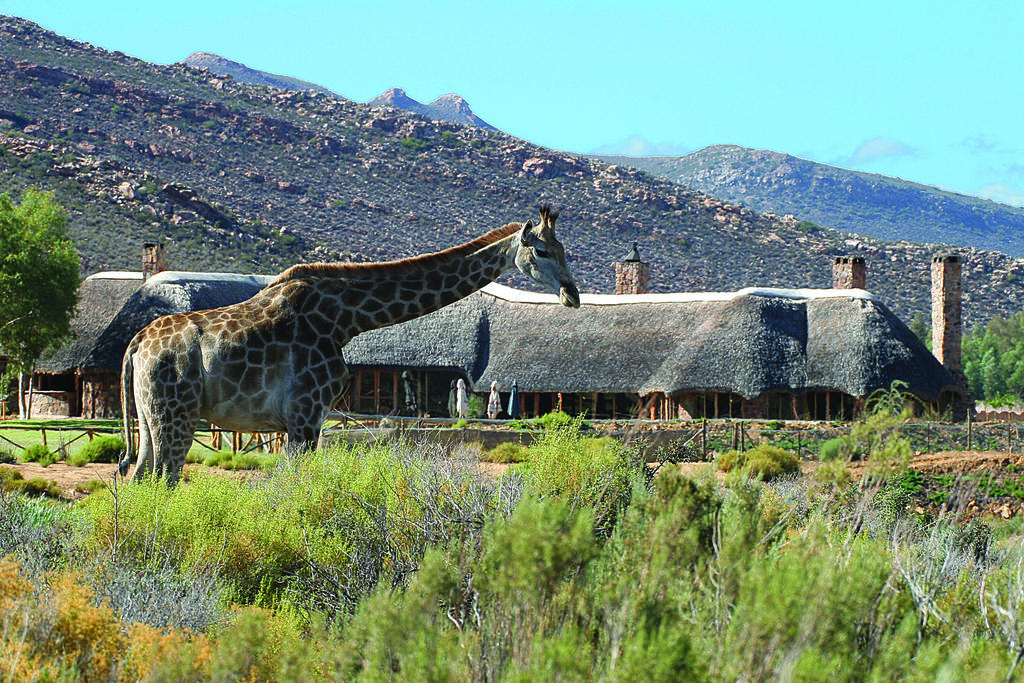 My Travelution - Travel Club - Aquila Safari Private Game Reserve