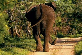 My Travelution - Travel Club - Royal Malewane