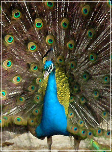My Travelution - Travel Club - Birds Of Eden