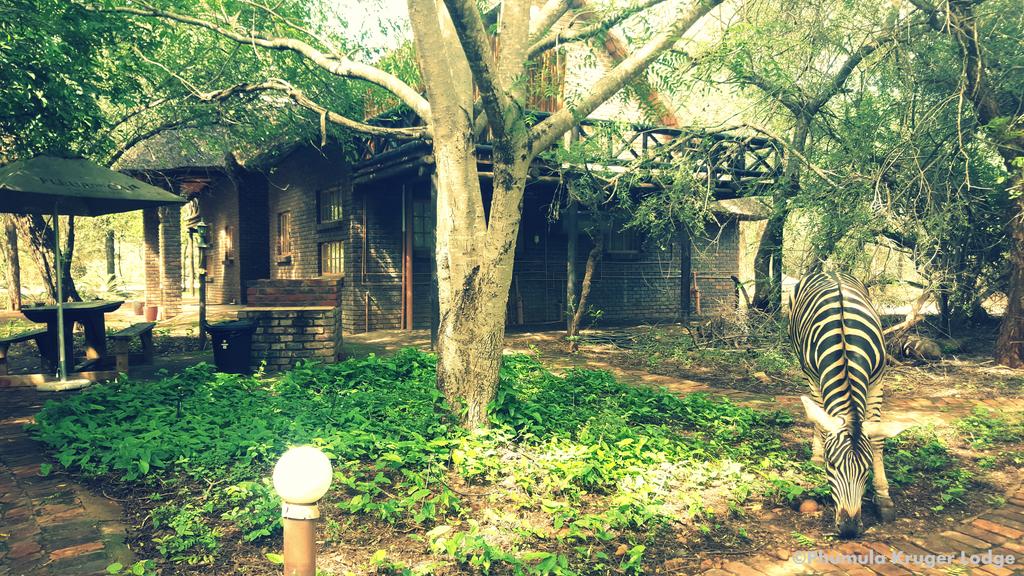 My Travelution - Travel Club - Phumula Kruger Lodge And Safaris