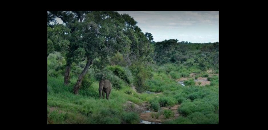 My Travelution - Travel Club - Tingala Lodge -Bed in the Bush
