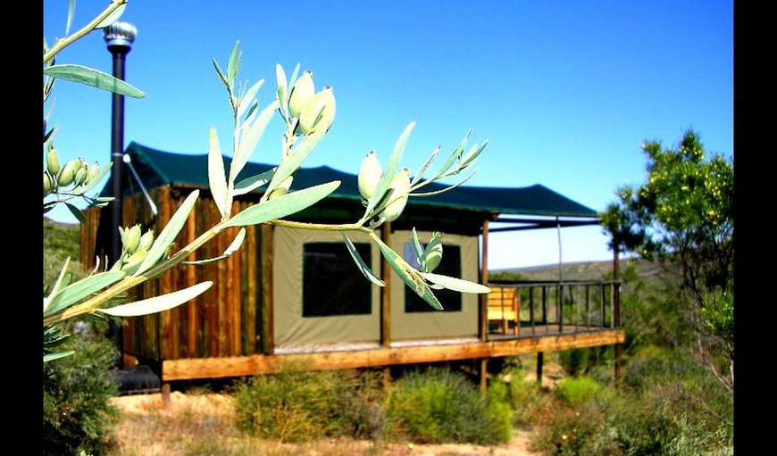 My Travelution - Travel Club - Agama Tented Camp