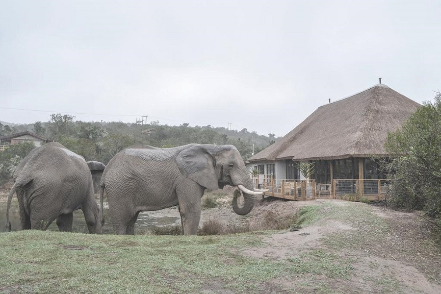 My Travelution - Travel Club - Barefoot Addo Elephant Lodge