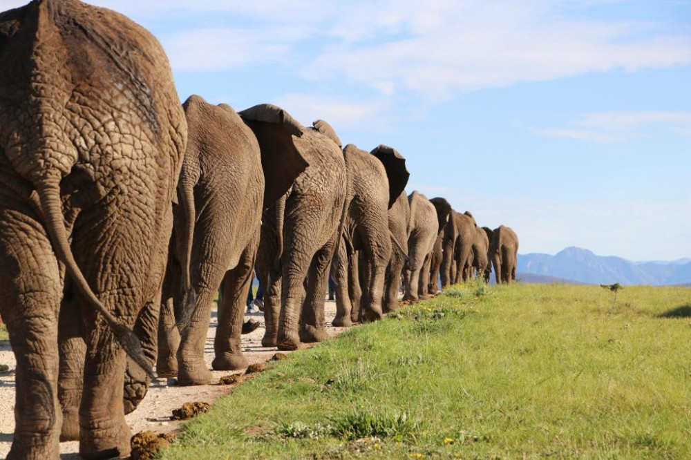 My Travelution - Travel Club - Knysna Elephant Park