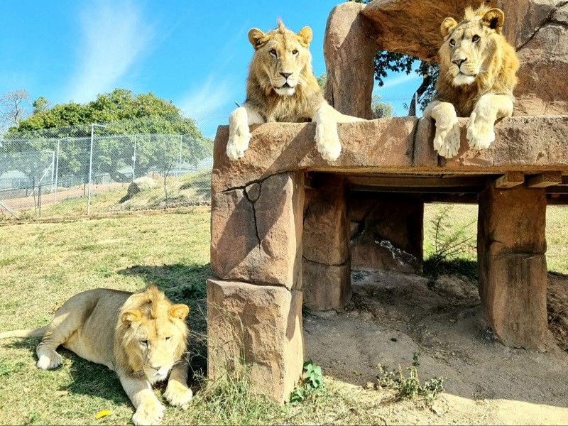My Travelution - Travel Club - Pumbaa Wildlife Park and Accommodation