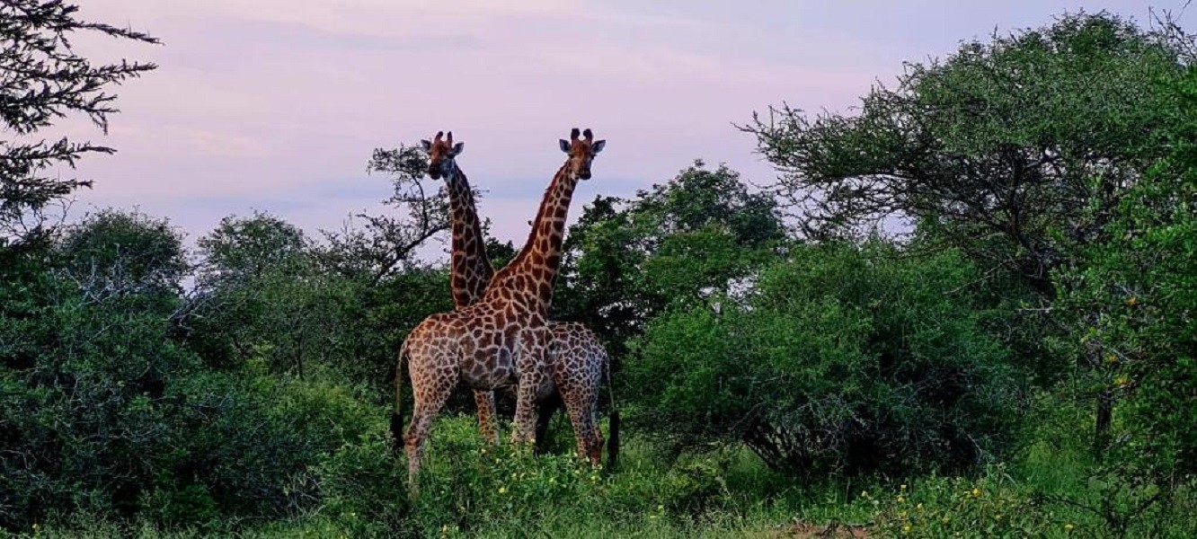 My Travelution - Travel Club - Impala Cottage